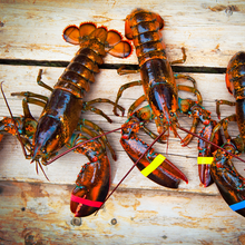 Load image into Gallery viewer, Fish and seafood

